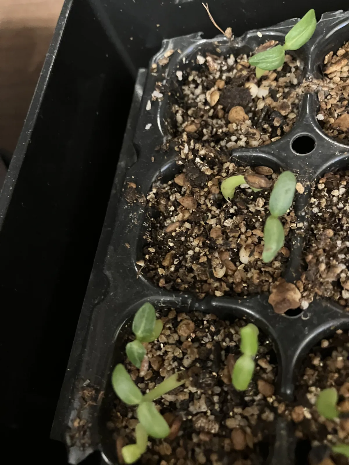 Pachypodium rosulatum var. gracilius (パキポディウム グラキリス)