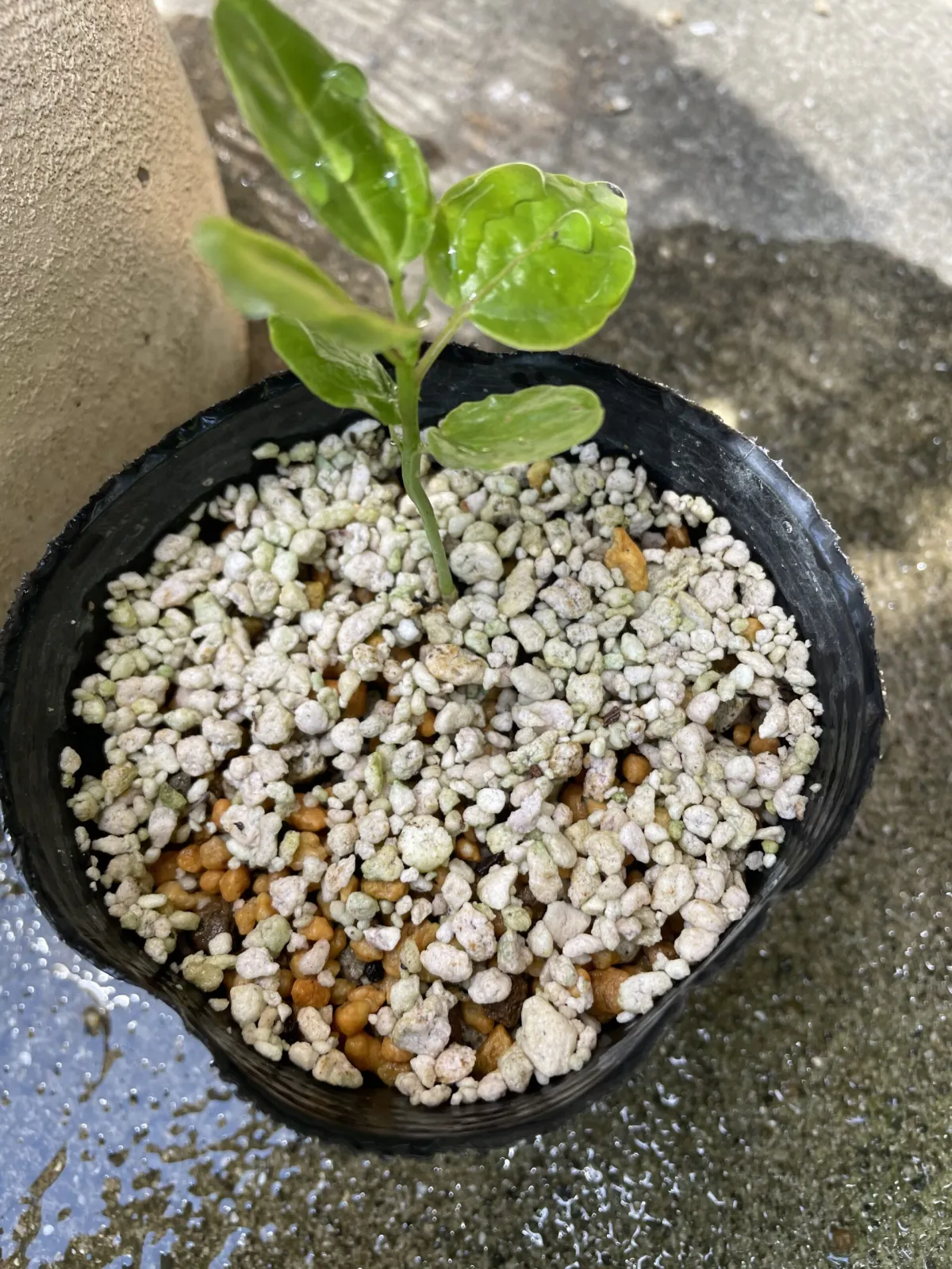 Passiflora edulis f. flavicarpa (パッシフローラ フラビカルパ)