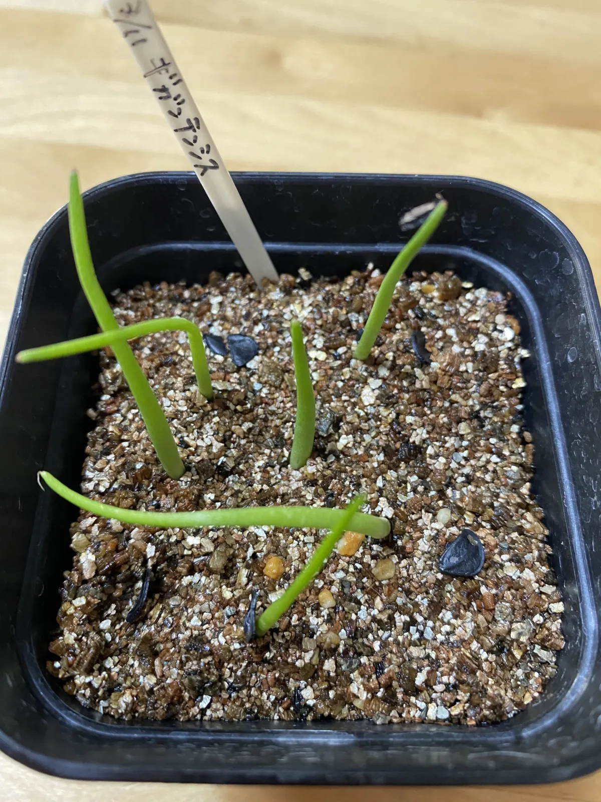 Agave gigantensis (アガベ ギガンテンシス)