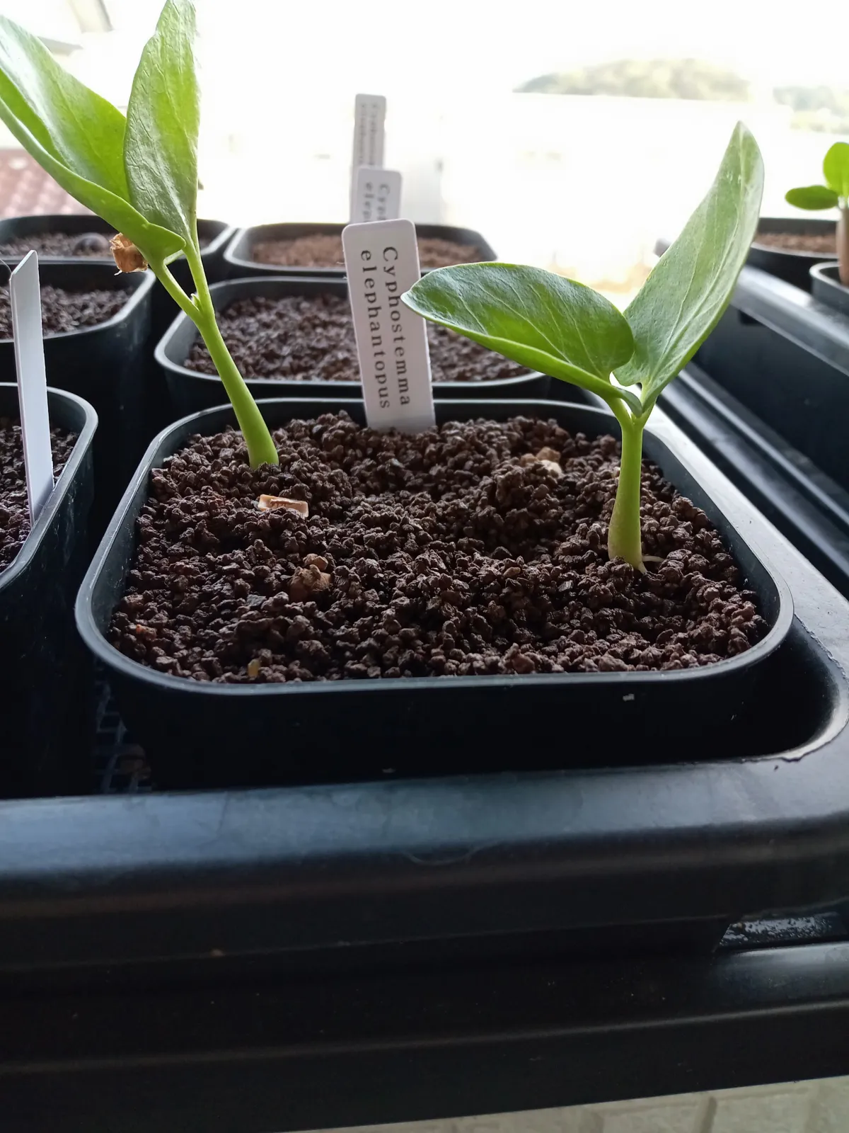 Cyphostemma elephantopus (キフォステンマ エレファントプス)