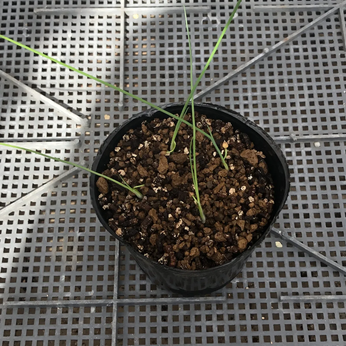 Dasylirion lucidum (ダシリリオン ルキダム)