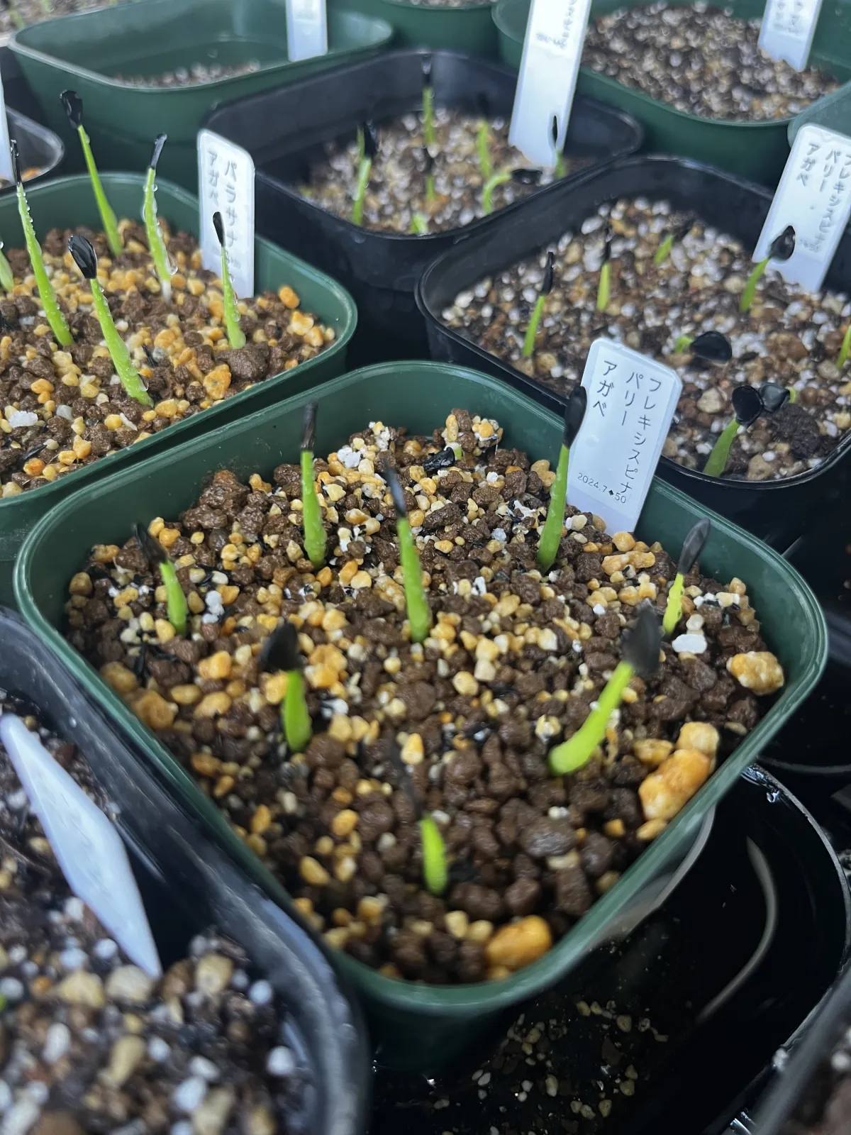 Agave parryi x flexispina (アガベ パリー x フレキシスピナ)