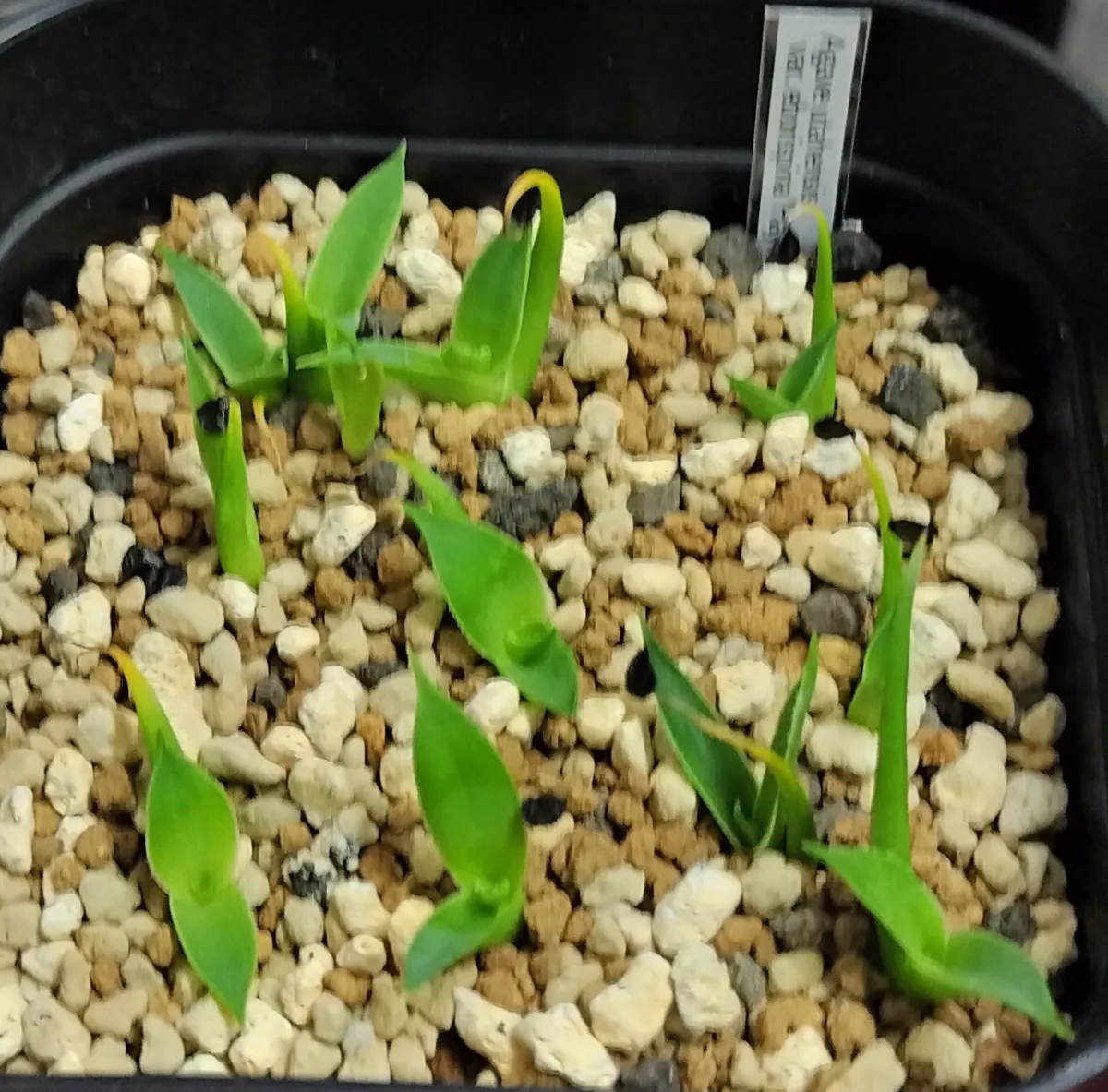 Agave utahensis var. eborispina 'Hayford' (アガベ エボリスピナ ヘイフォード)