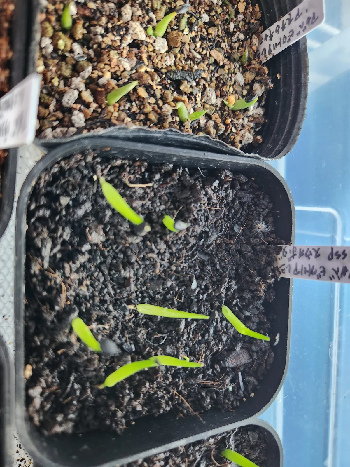 Agave victoriae-reginae ssp. swobodae swobodae (アガベ ビクトリアレジーナ スワボダエ)