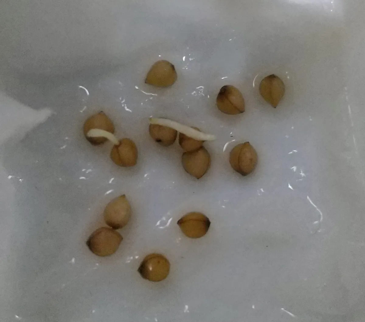 Dasylirion longissimum var. longissimum (ダシリリオン ロンギシマム)