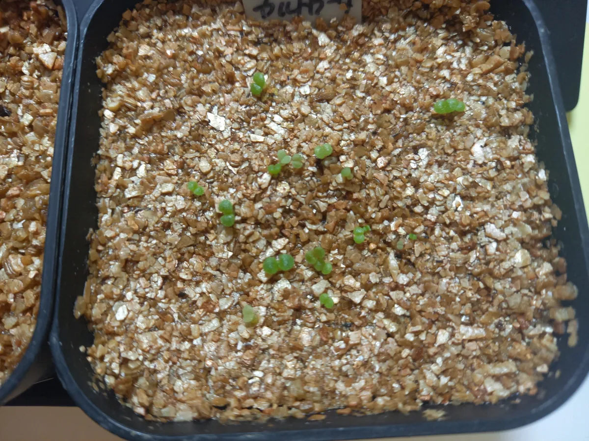 Dudleya cultrata (ダドレヤ カルトラータ)