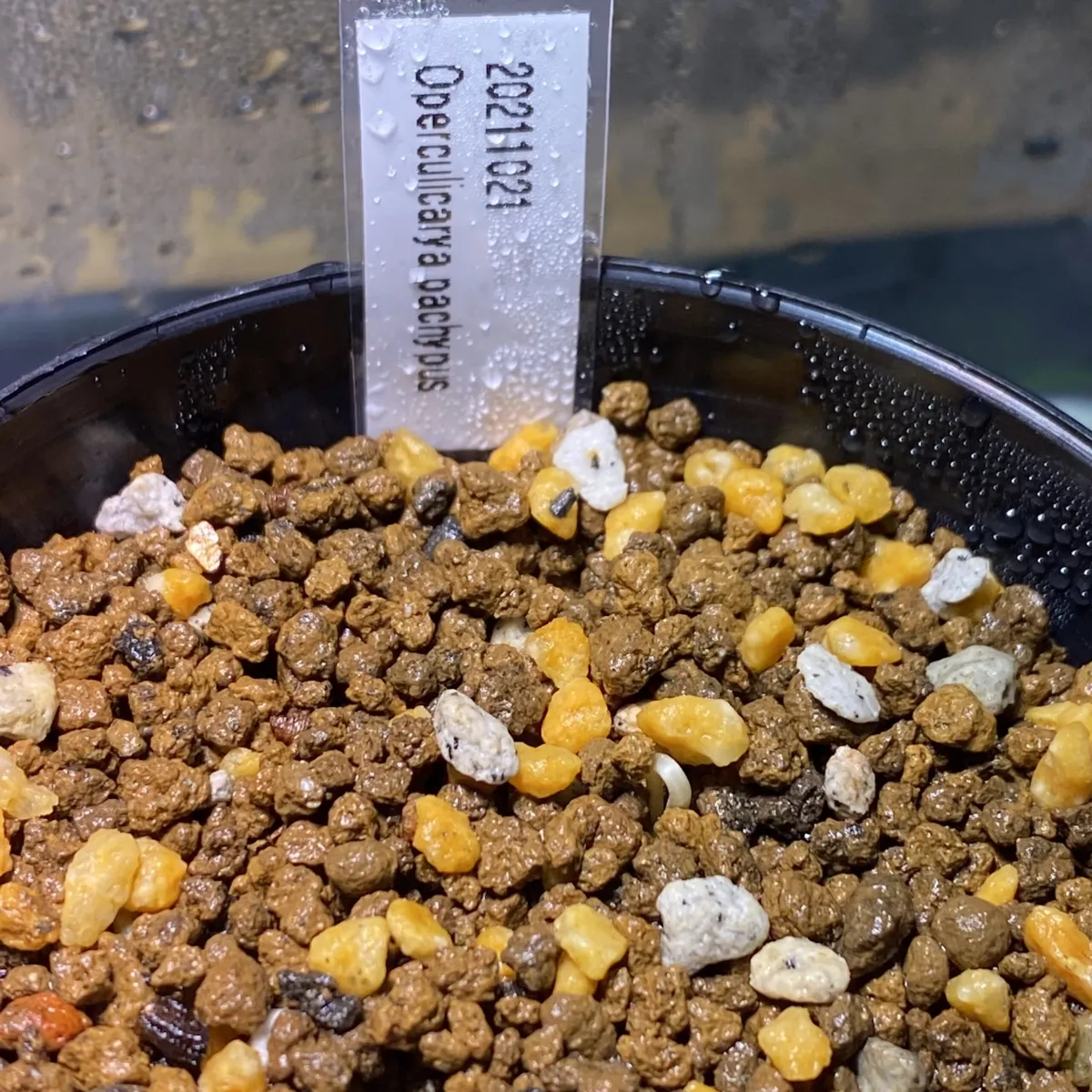 Operculicarya pachypus (オペルクリカリア パキプス)