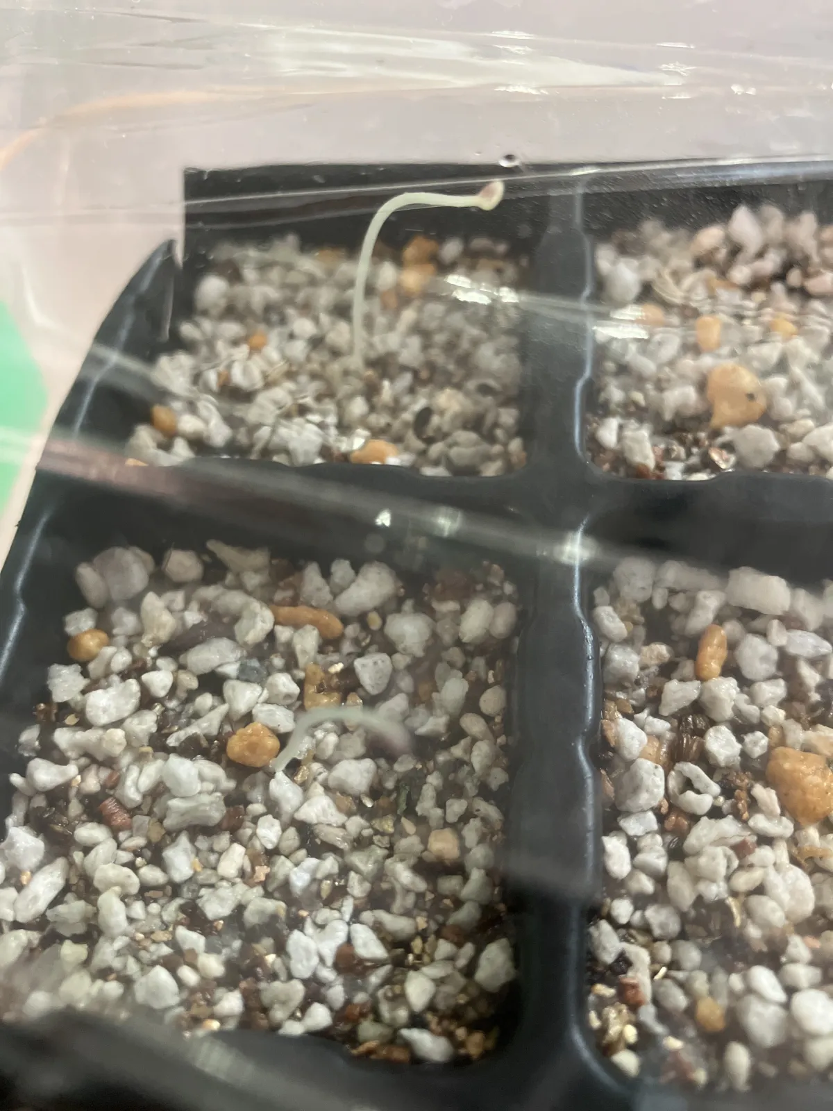 Dioscorea elephantipes (ディオスコレア エレファンティペス アフリカ亀甲竜)