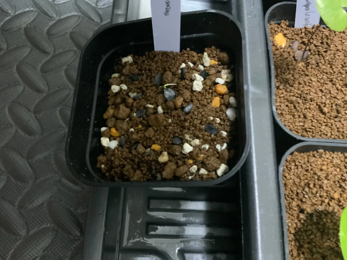 Yucca thompsoniana (ユッカ トンプソニアーナ)