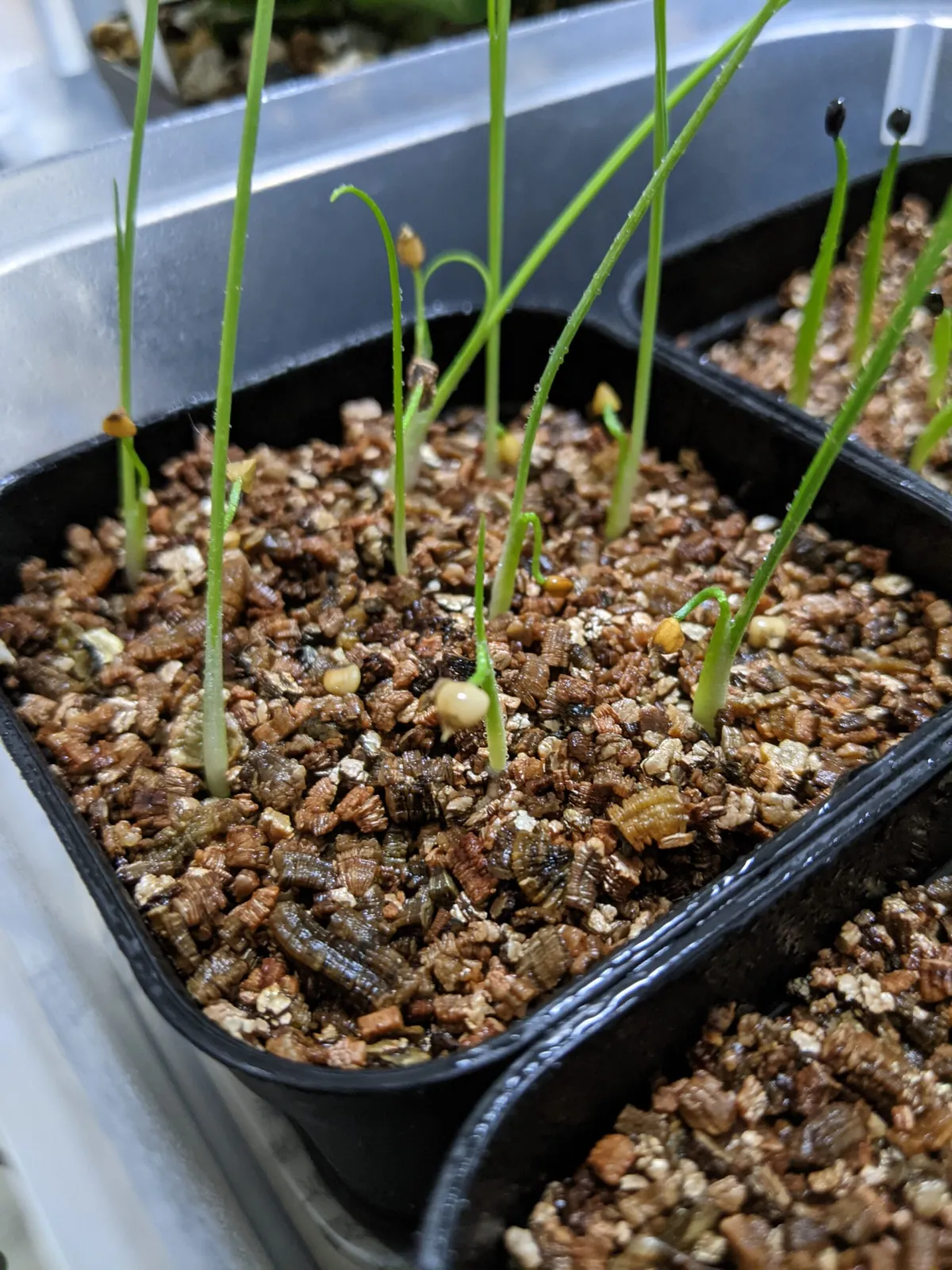 Dasylirion lucidum (ダシリリオン ルキダム)