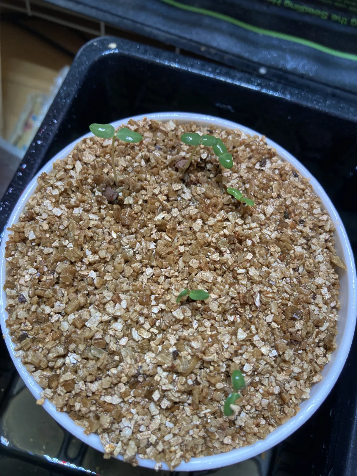 Pachycormus discolor var. veatchianus (パキコルムス ディスカラー ビーチアナス)