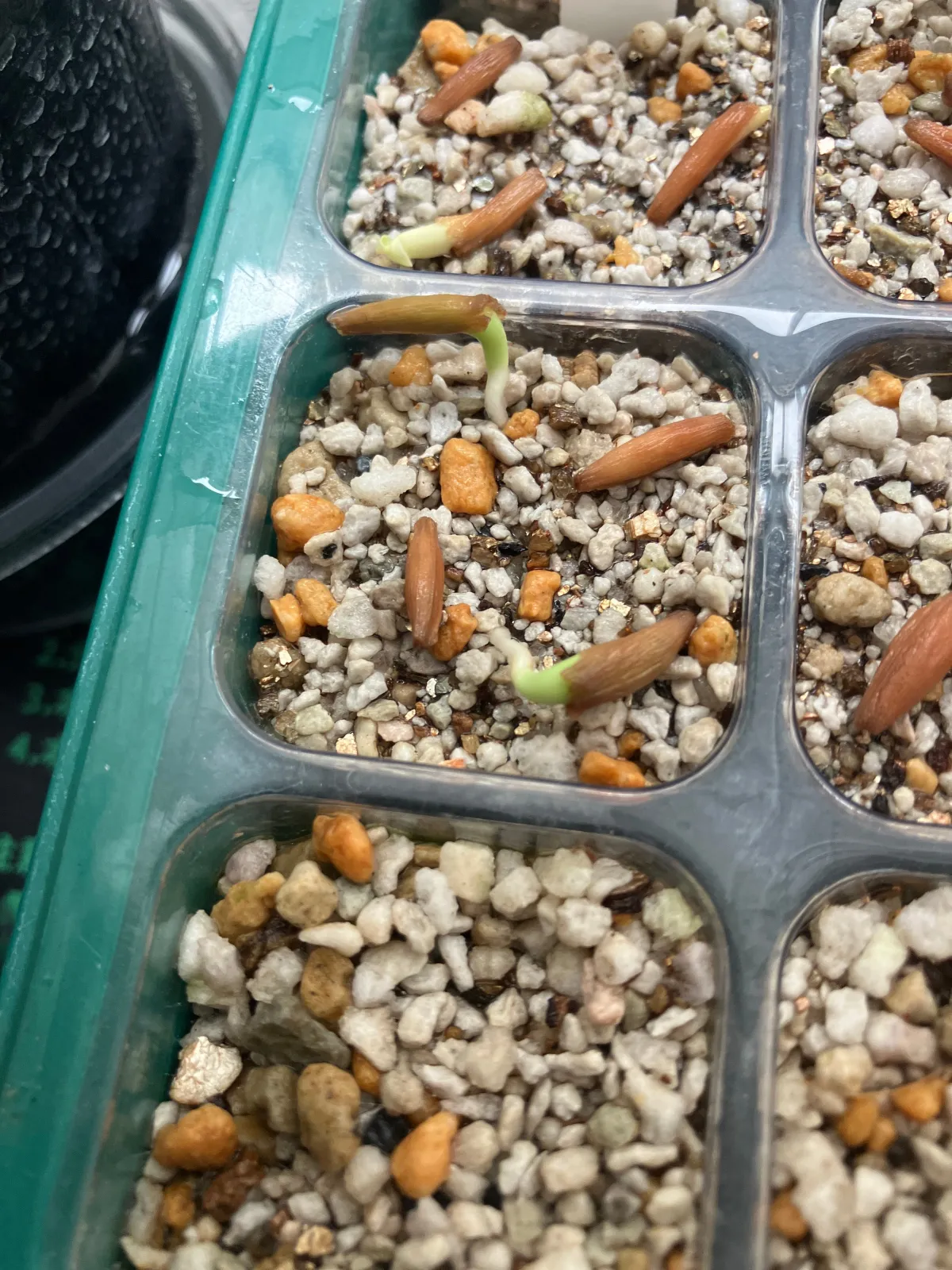 Adenium multiflorum (アデニウム マルチフローラム)