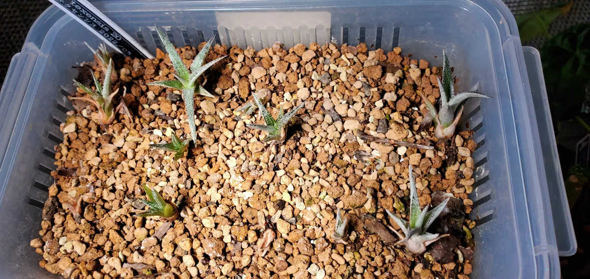 Hechtia texensis (ヘクチア テクセンシス)