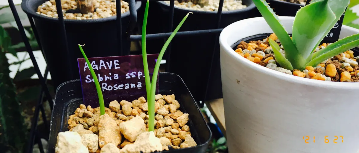 Agave sobria subsp. roseana (アガベ ソブリア ロゼアナ)