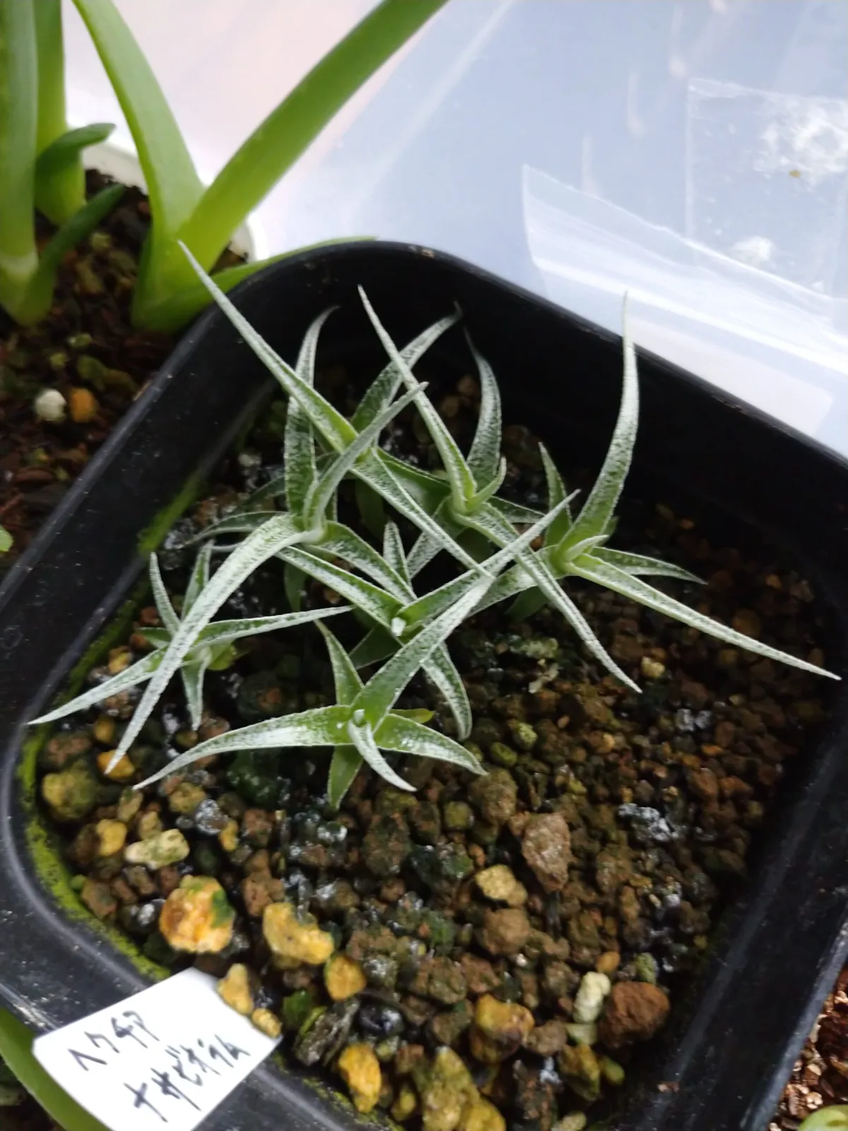 Hechtia nuusaviorum (ヘクチア ナサビオラム)