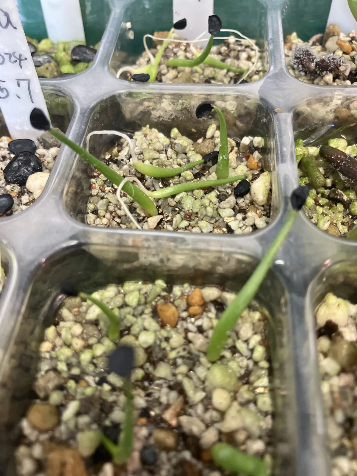 Agave utahensis var. eborispina 'Hayford' (アガベ エボリスピナ ヘイフォード)