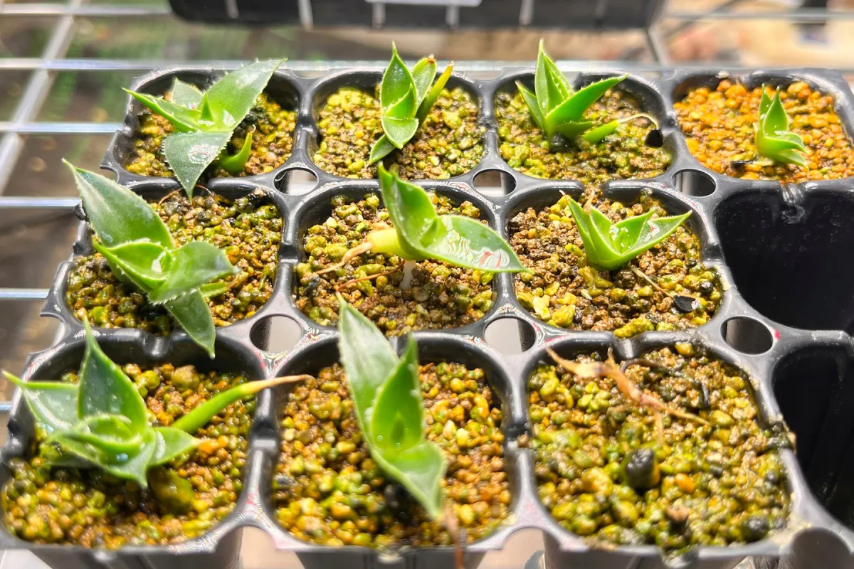 Agave utahensis var. eborispina (アガベ エボリスピナ)