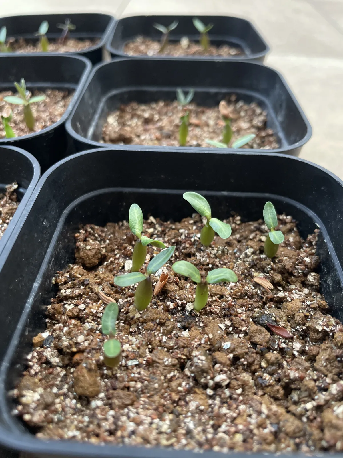 Pachypodium rosulatum var. gracilius (パキポディウム グラキリス)