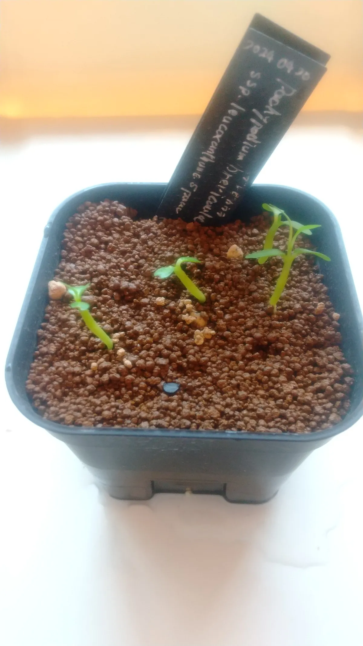 Pachypodium brevicaule subsp. leucoxanthum (パキポディウム レウコキサンツム)