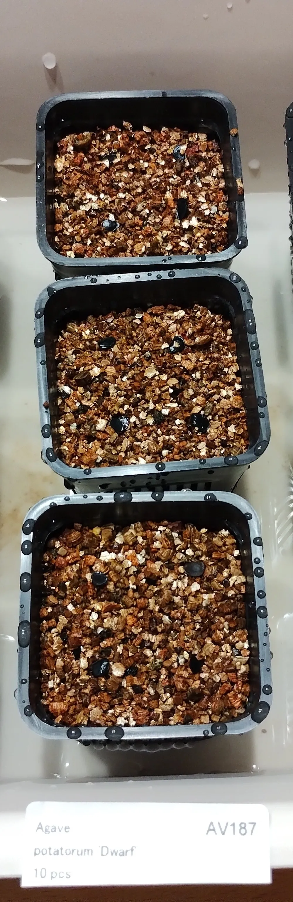 Agave potatorum Dwarf (アガベ ポタトラムドワーフ)