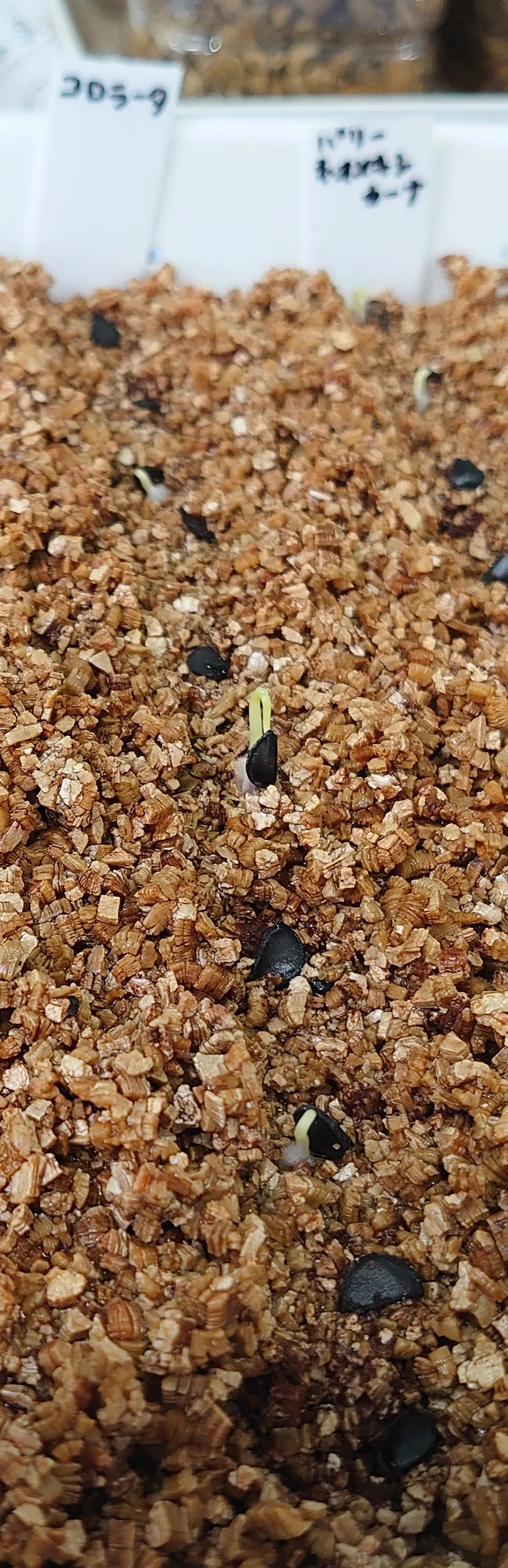 Agave colorata Mescal Ceniza (アガベ コロラータ)