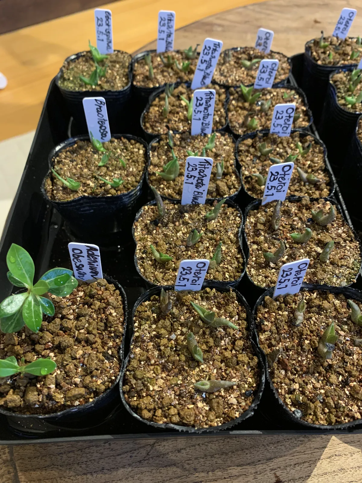 Agave titanota 'Blue' (アガベ チタノタブルー)