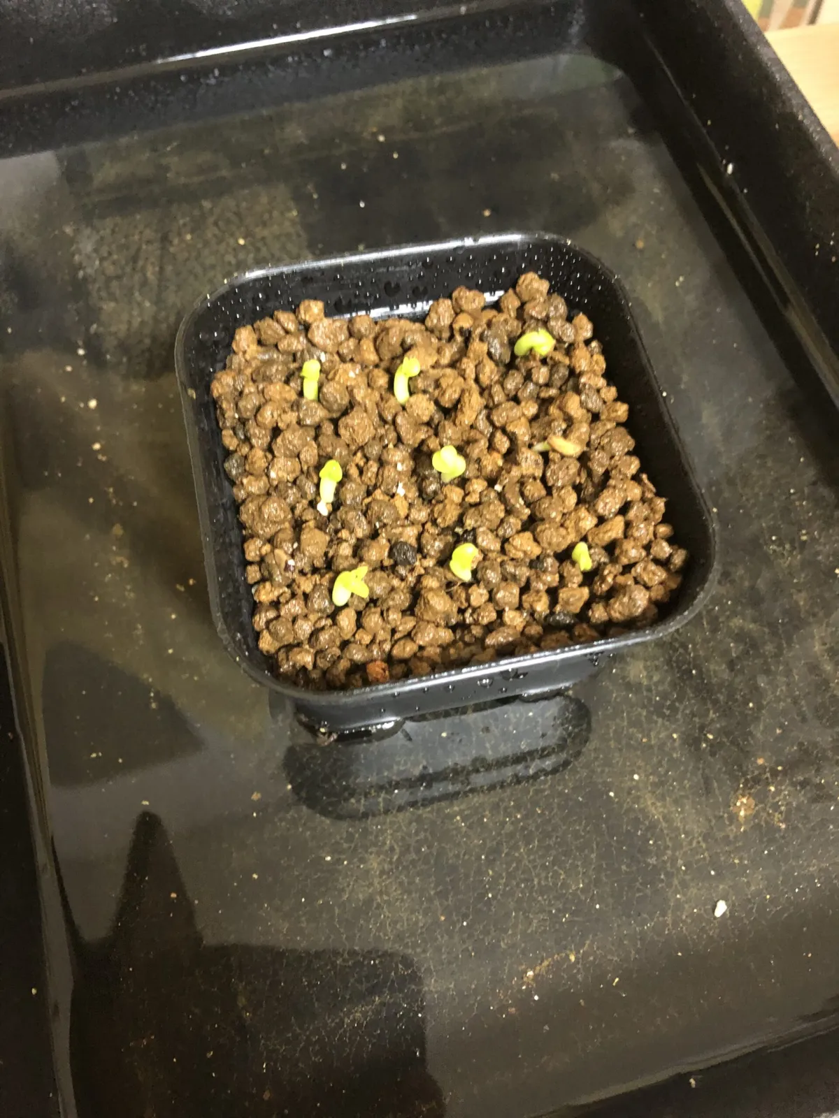 Pachypodium succulentum (パキポディウム サキュレンタム)