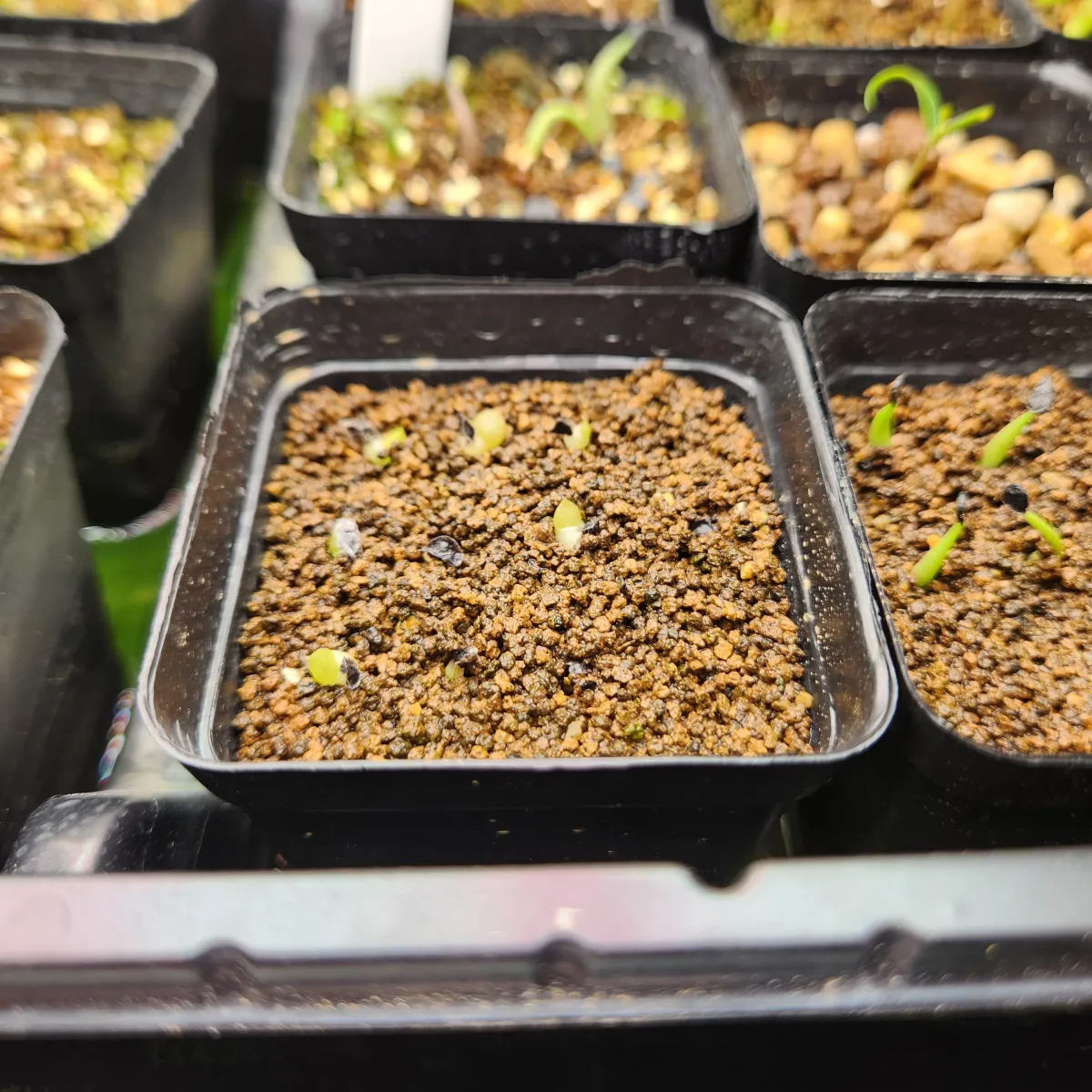 Aloe humilis (アロエ フミリス)