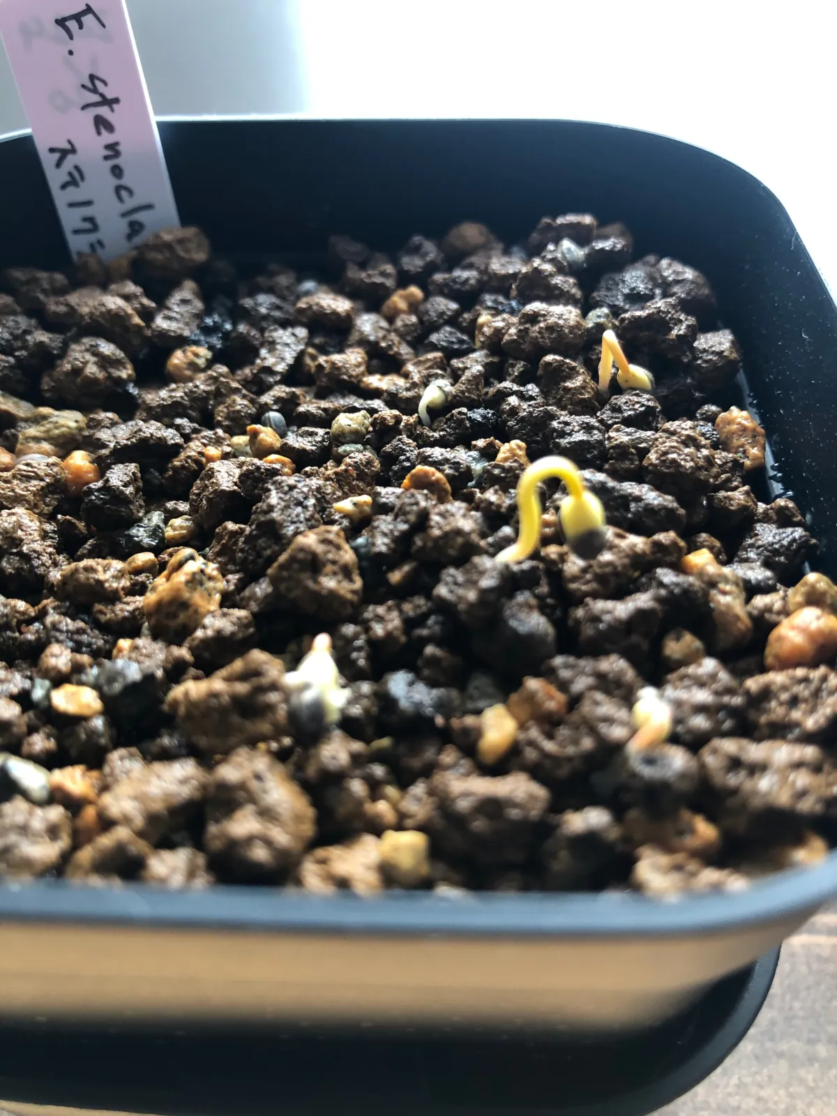 Euphorbia stenoclada subsp. stenoclada (ユーフォルビア ステノクラーダ)