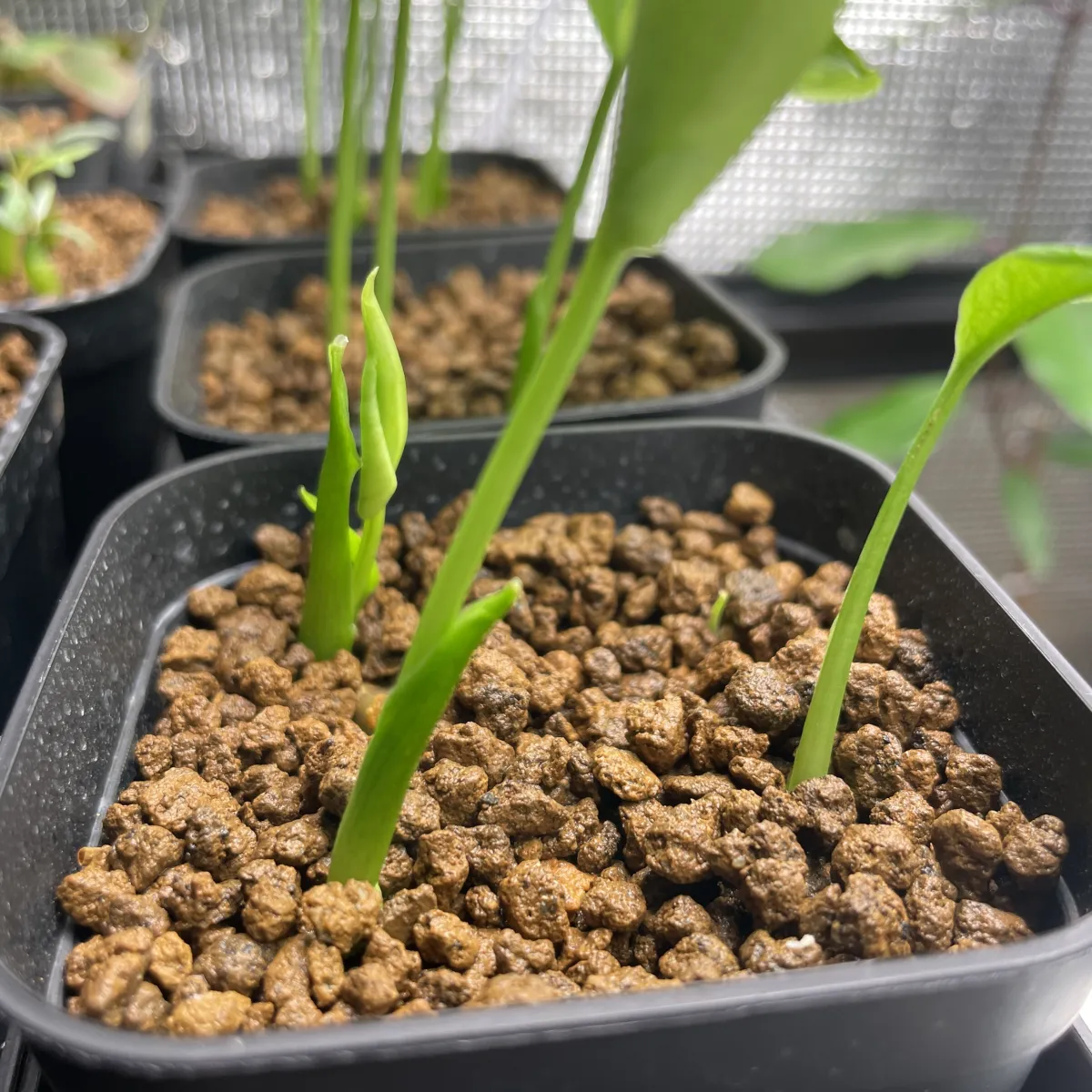 Monstera deliciosa Tauerii (モンステラ タウエリー)