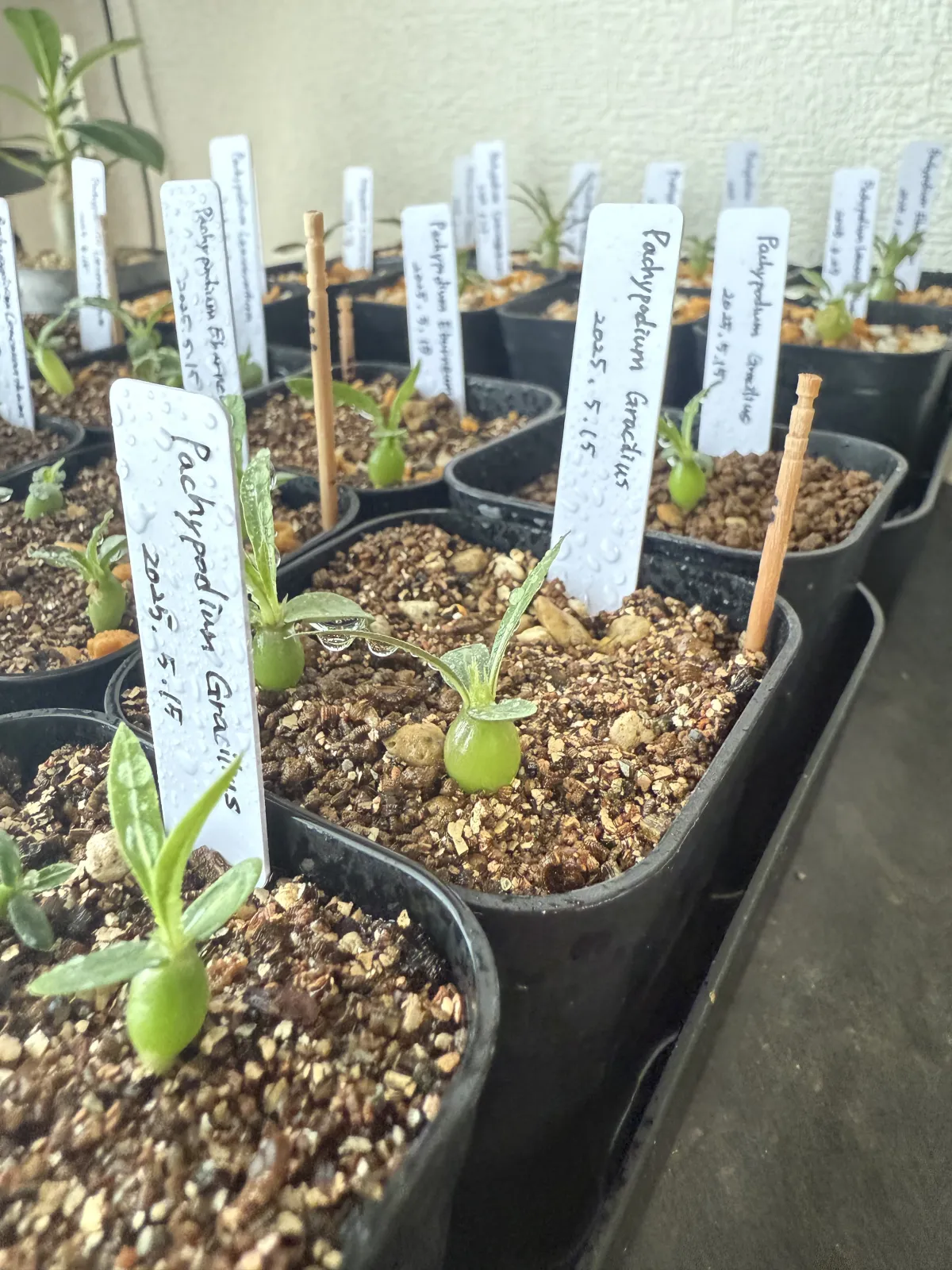 Pachypodium rosulatum var. gracilius (パキポディウム グラキリス)