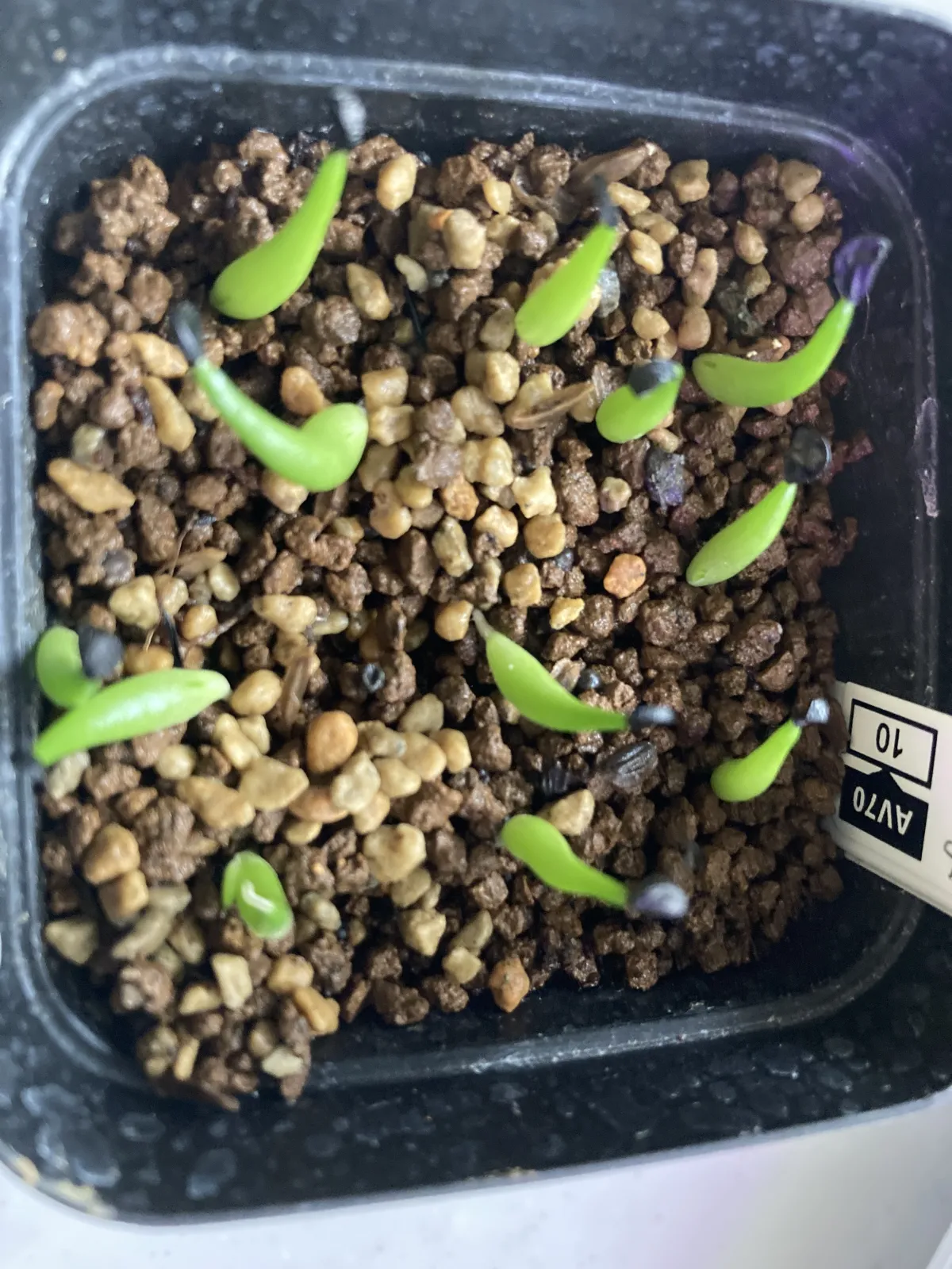 Agave victoriae-reginae ssp. swobodae 'Compacta' (アガベ スワボダエ コンパクタ‘’)