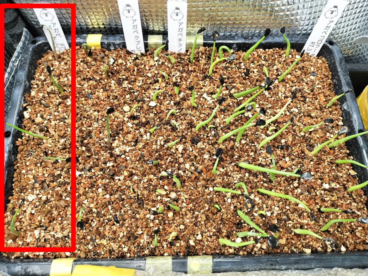 Agave potatorum Purple Haze (アガベ パープルヘイズ)