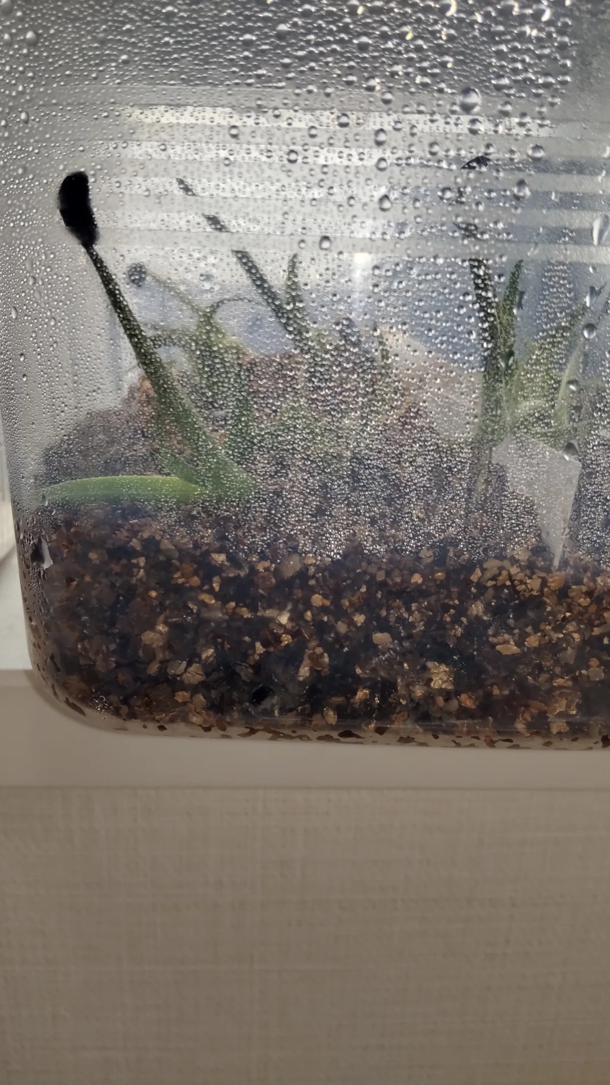 Agave montana (アガベ モンタナ)