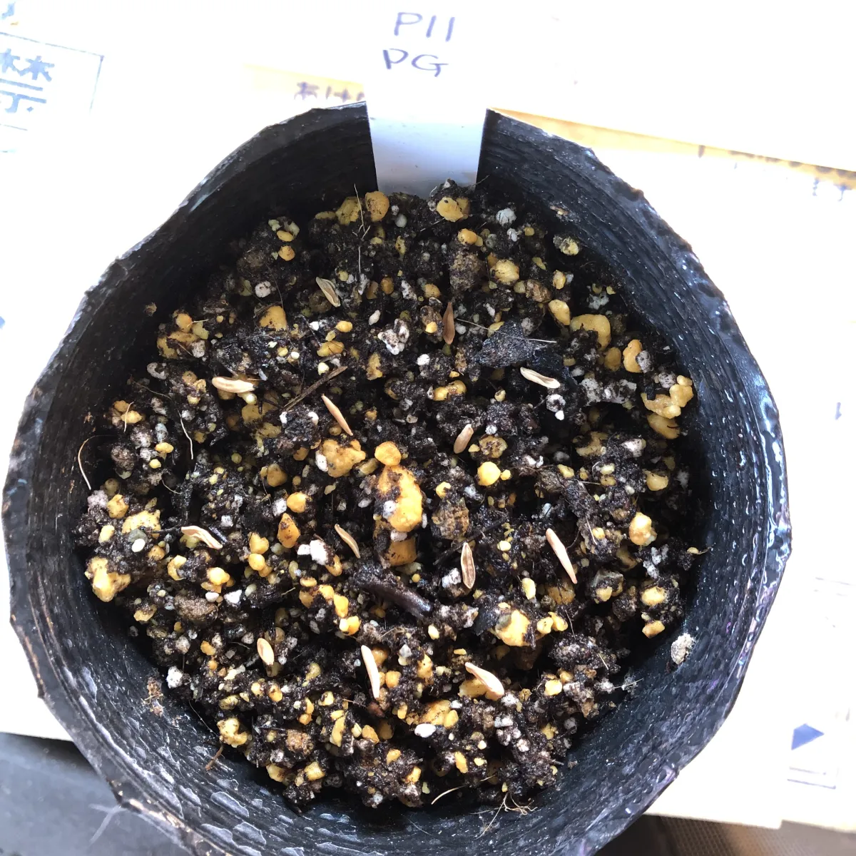 [無料種子] 発芽難 パキポディウム グラキリス　 Pachypodium rosulatum var. gracilius