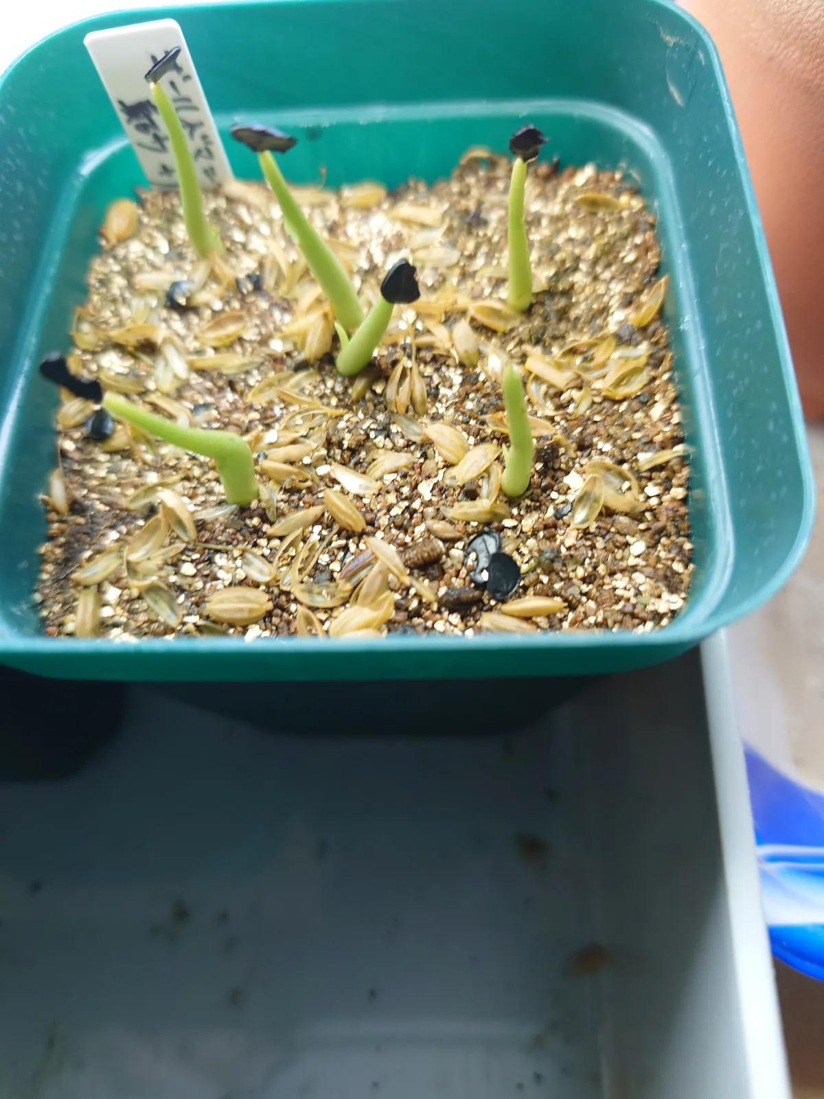 Agave shawii subsp. goldmaniana (アガベ ゴールドマニアナ)