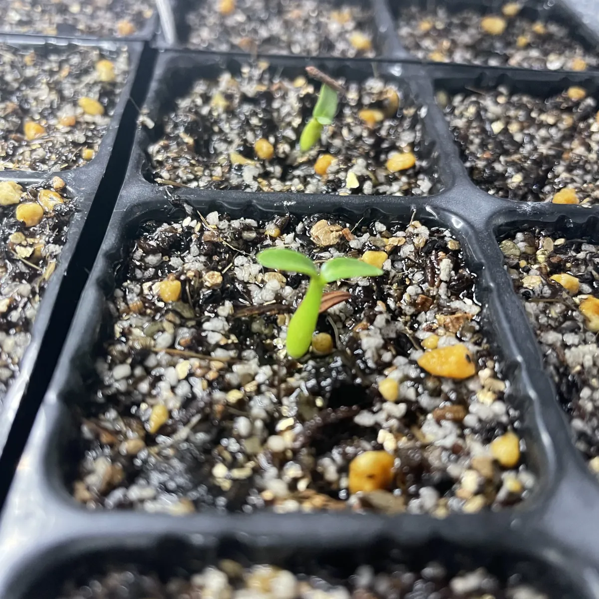 Pachypodium rosulatum var. gracilius (パキポディウム グラキリス)