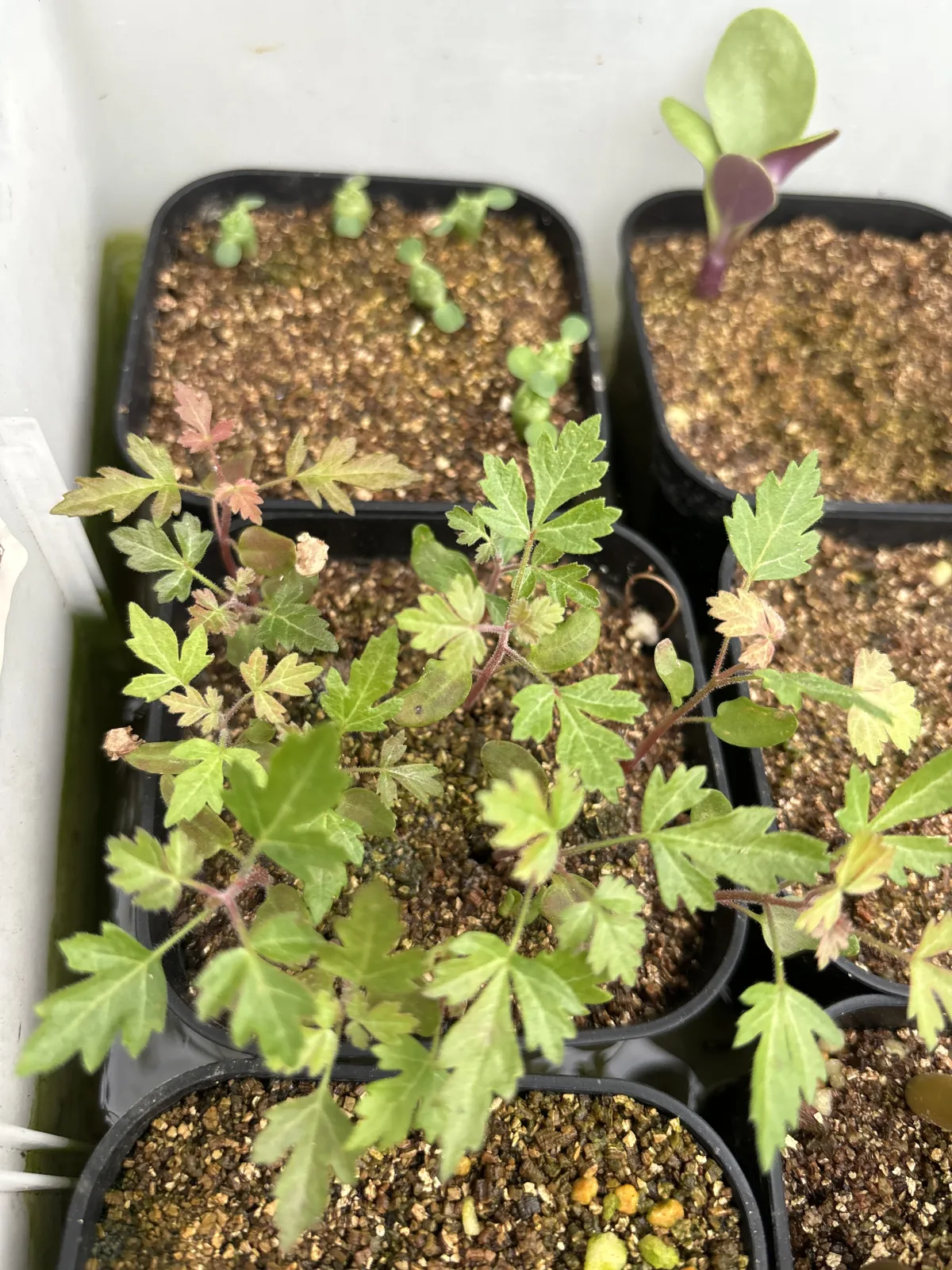 Pachycormus discolor (パキコルムス ディスカラー)