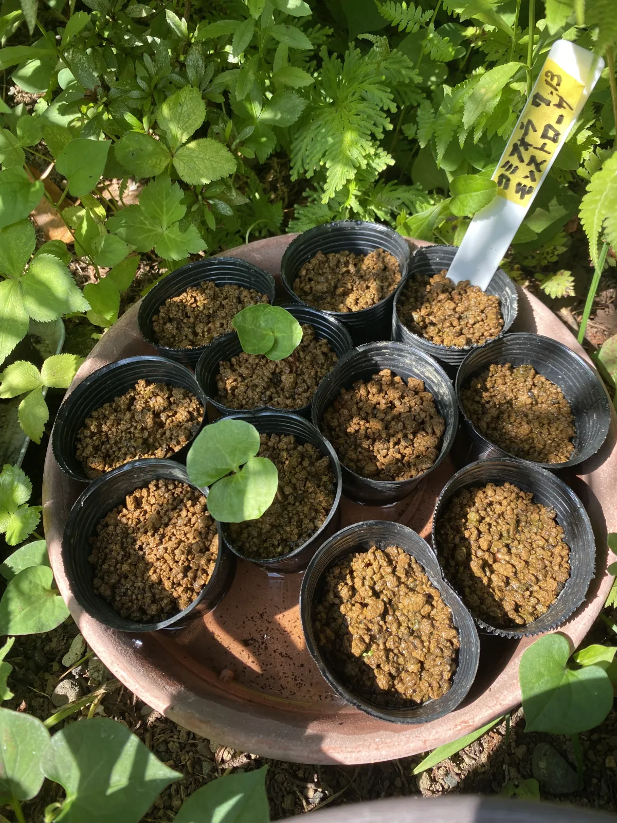 Commiphora monstruosa (コミフォラ モンストローサ)