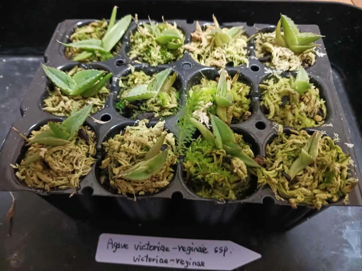 Agave victoriae-reginae (アガベ ビクトリアレジーナエ 笹の雪)