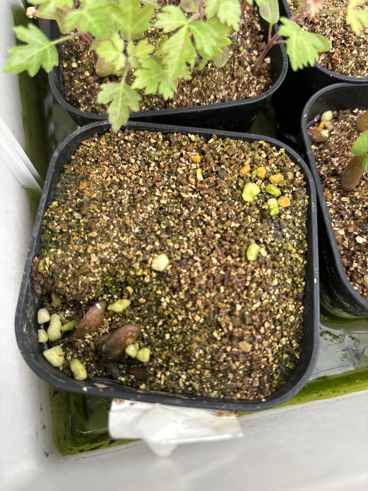 Monstera deliciosa Tauerii (モンステラ タウエリー)