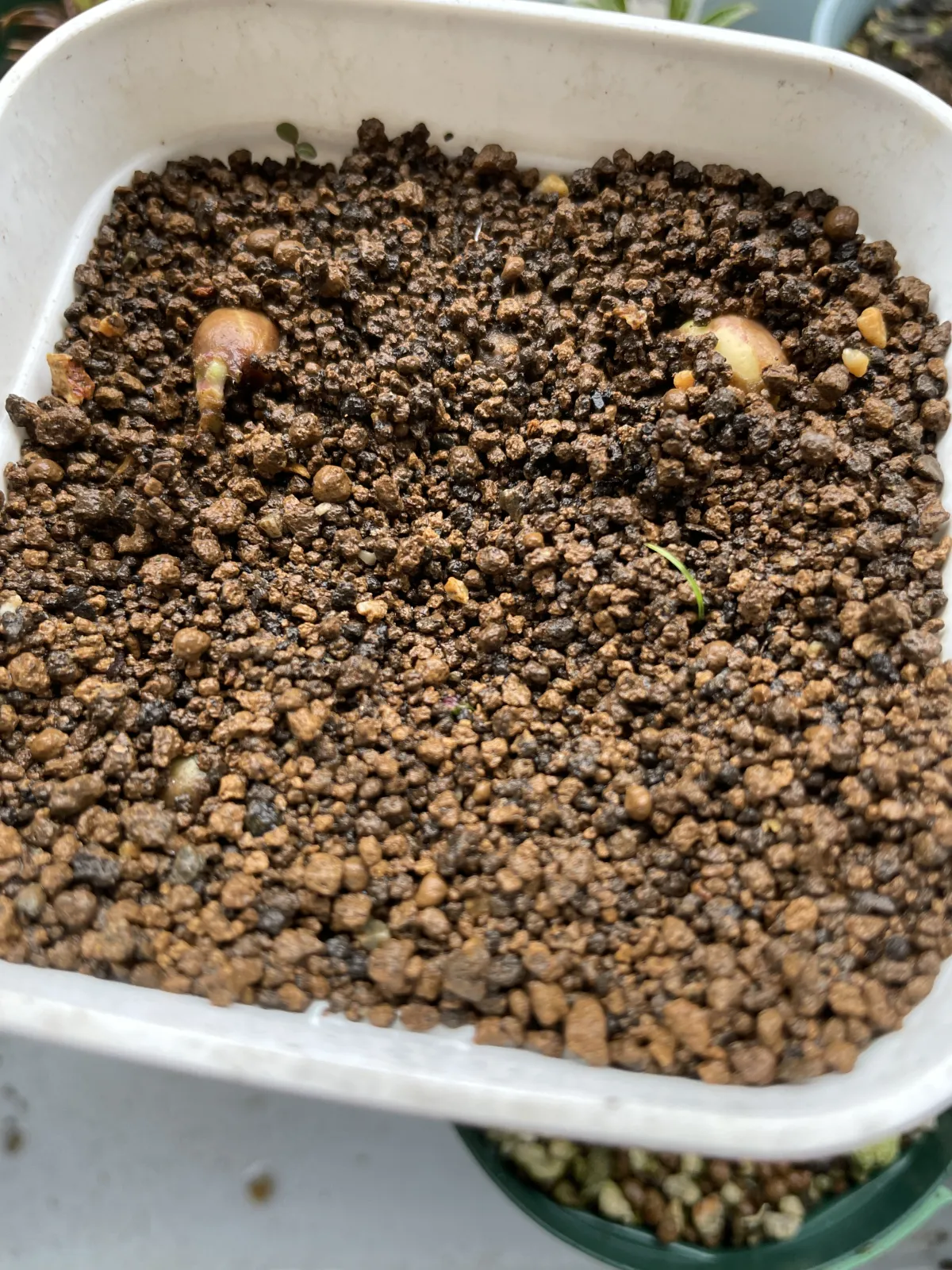 Jasminum multipartitum (ジャスミナム マルチパルチタム)