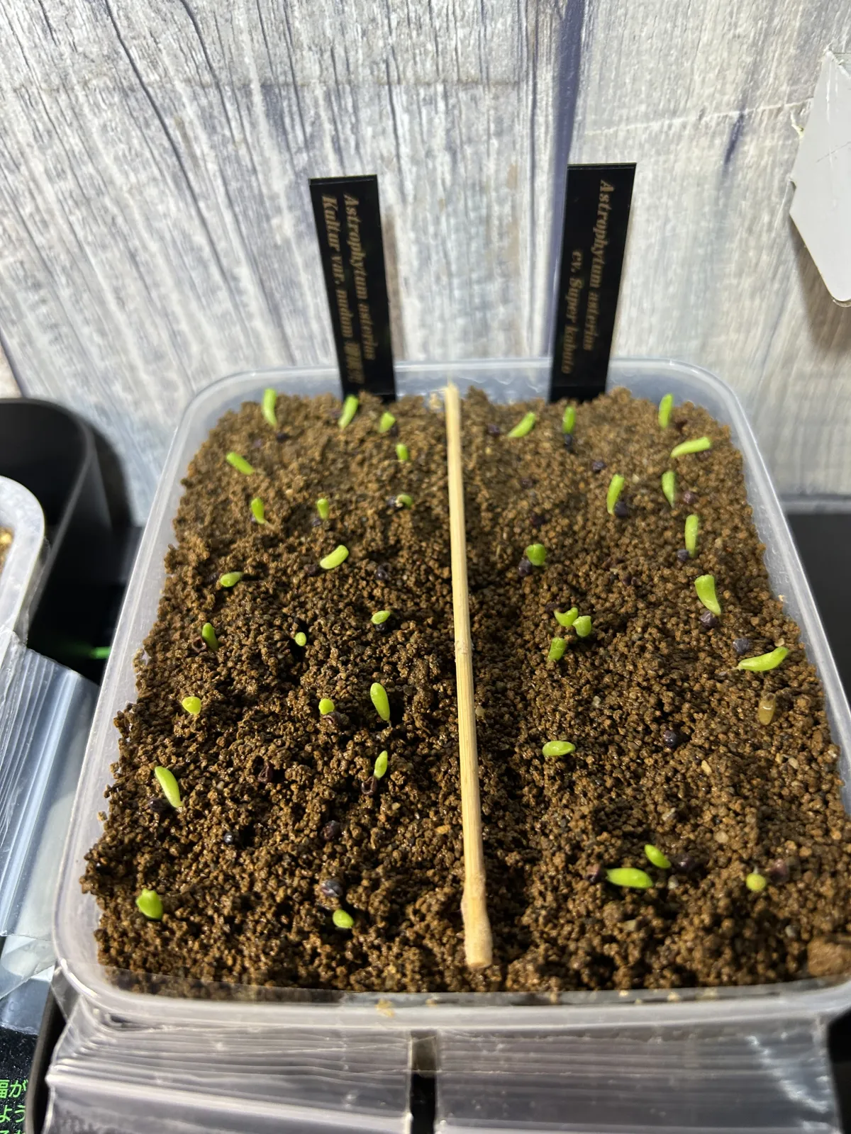 Astrophytum asterias var. nudum (アストロフィツム 瑠璃兜)