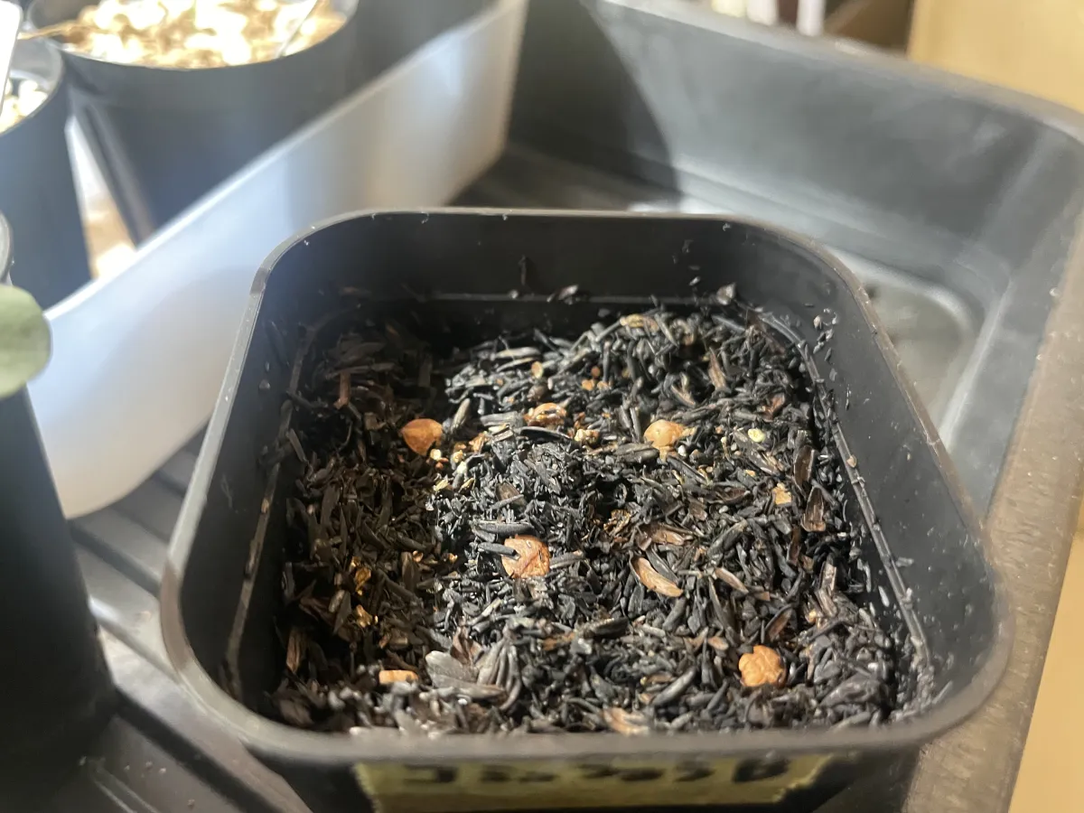 Commiphora monstruosa (コミフォラ モンストローサ)