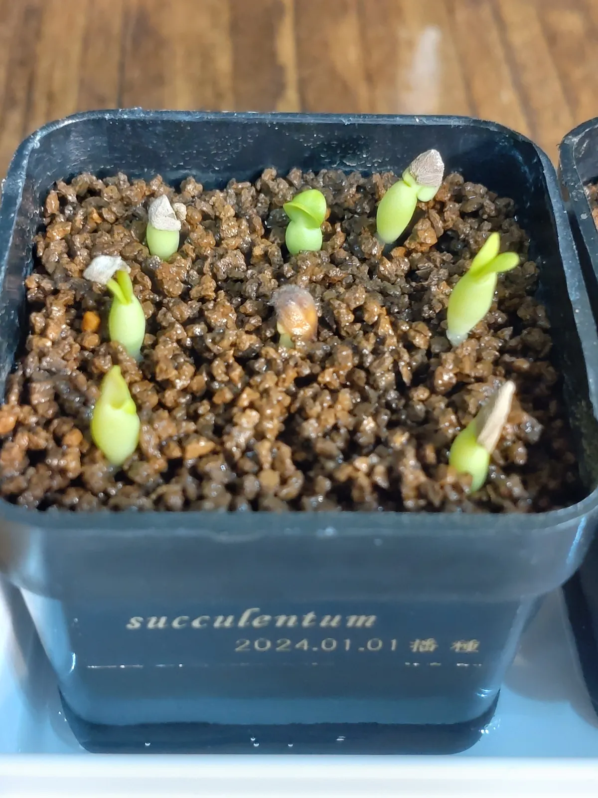 Pachypodium succulentum (パキポディウム サキュレンタム 天馬空)