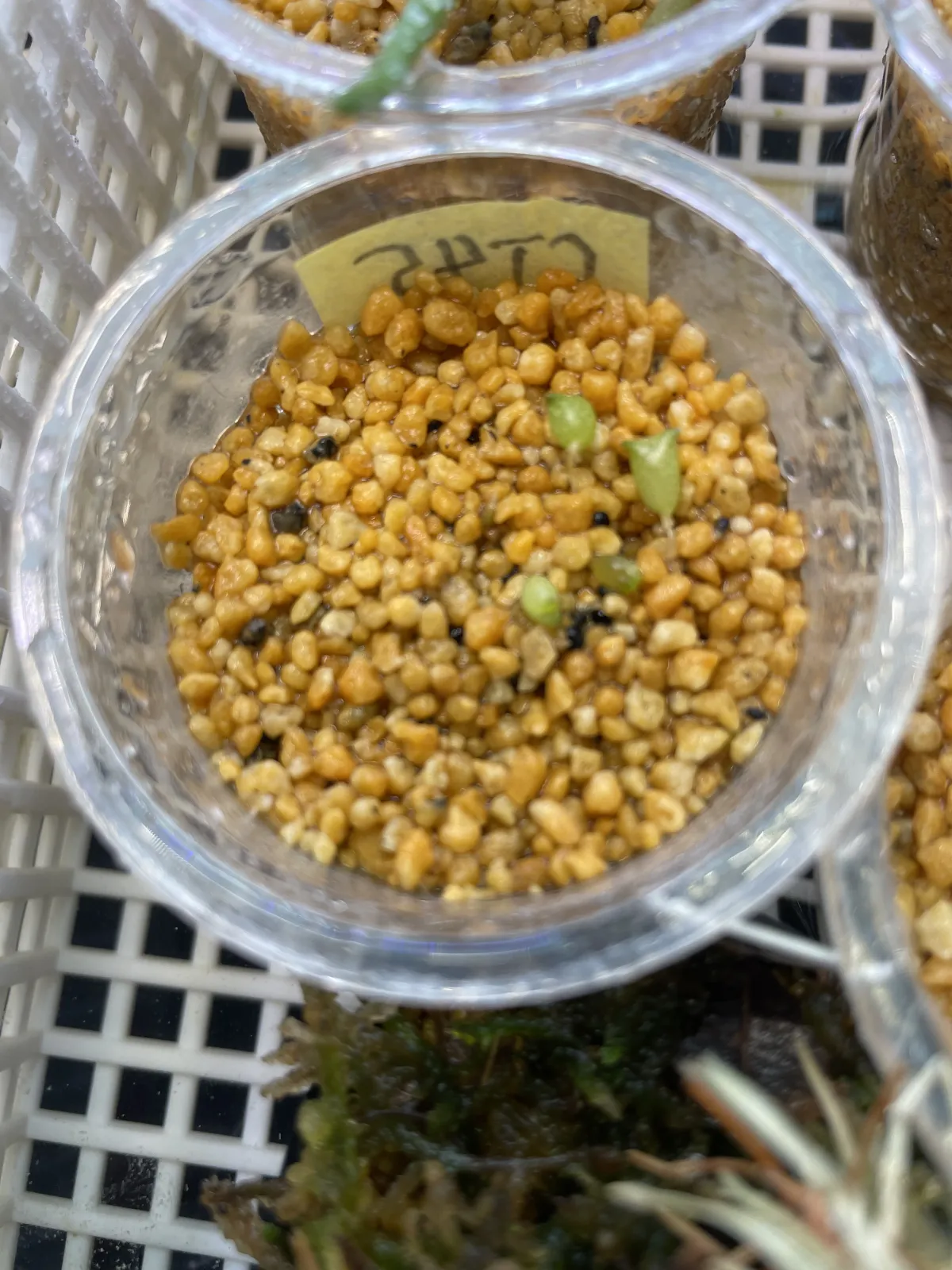 Copiapoa tenuissima (コピアポア テヌイシマ)