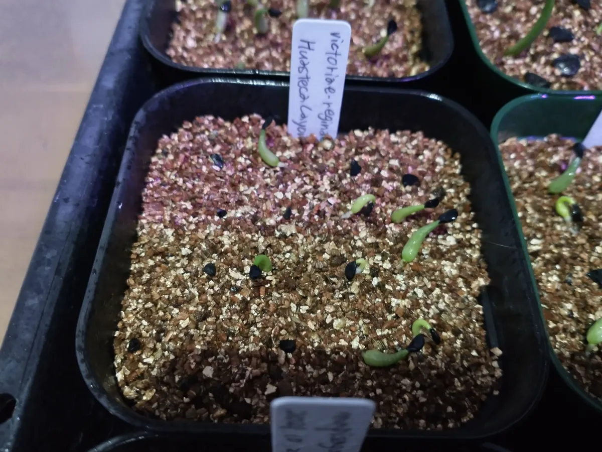 Agave victoriae-reginae 'Huasteca Canyon' (アガベ フアステカキャニオン)