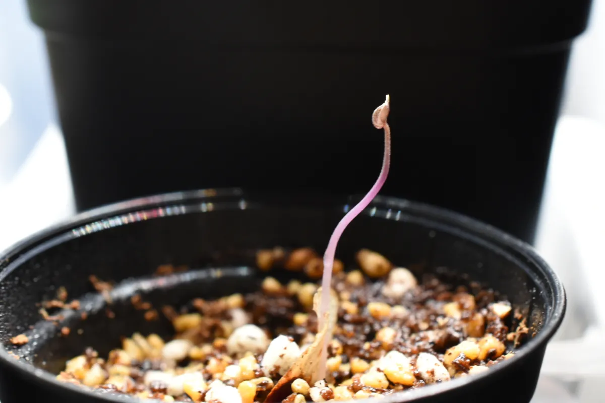 Dioscorea elephantipes (ディオスコレア エレファンティペス アフリカ亀甲竜)