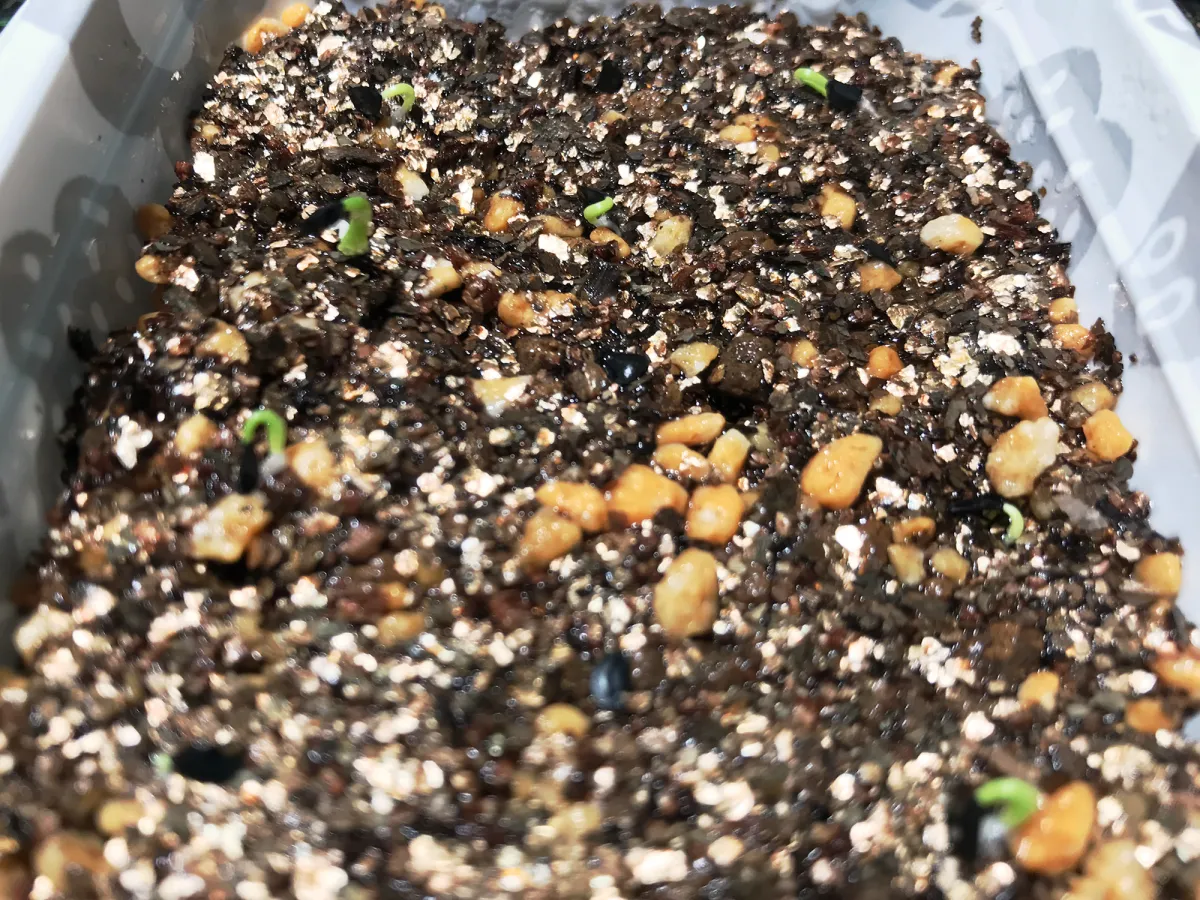 Agave horrida ssp. horrida (アガベ ホリダ)