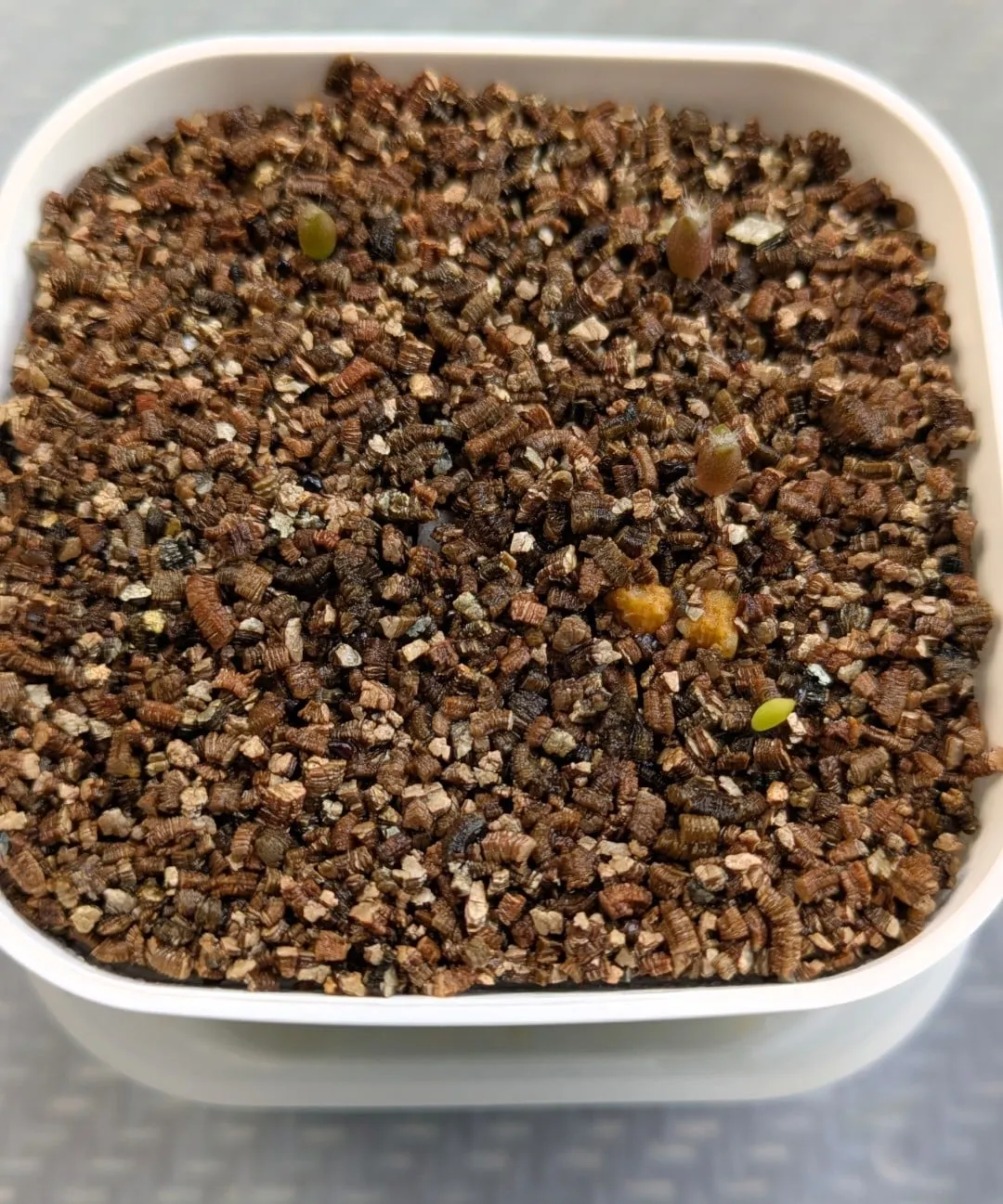 Uebelmannia pectinifera var. multicostata (ユーベルマニア ムルチコスタータ)